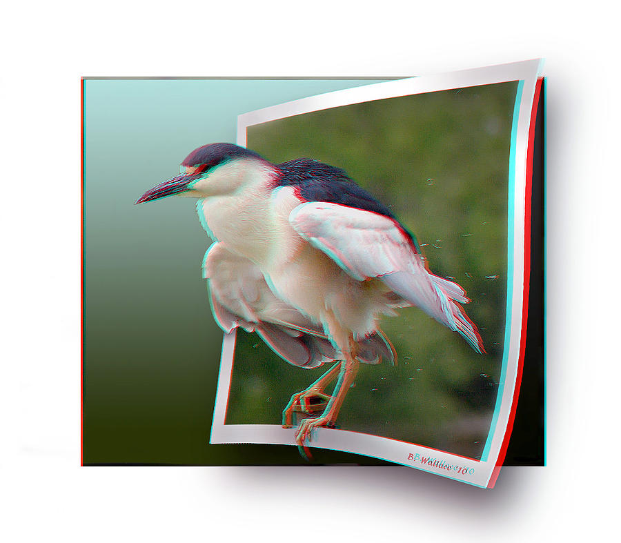 Black Crowned Night Heron - Use Red-Cyan 3D glasses Photograph by Brian Wallace