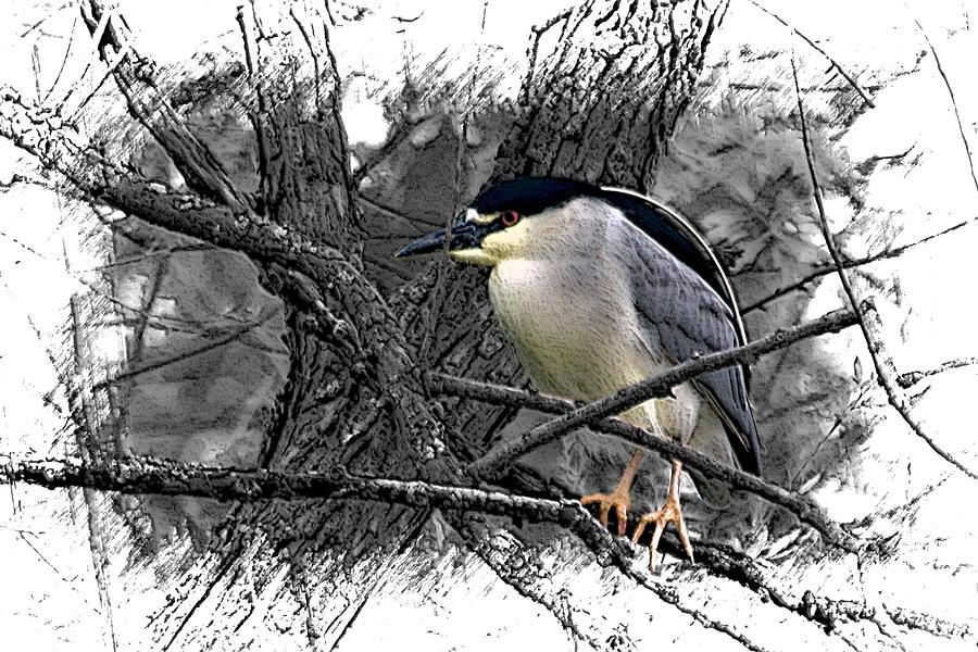 Heron Mixed Media - Black Crowned Night Heron 001 by DiDesigns Graphics
