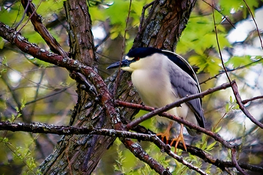Black Crowned Night Heron 001 Original Photograph by DiDesigns Graphics