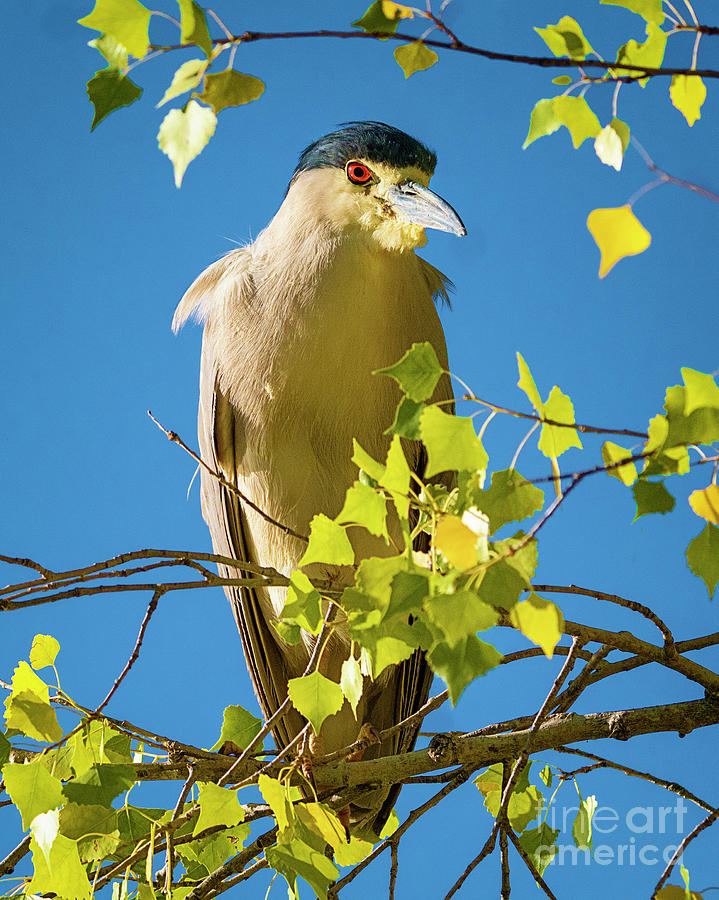 Black-crowned Night Heron 1 Photograph by Priscilla Burgers