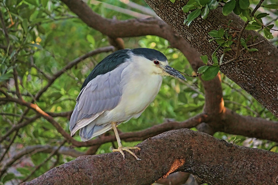 Black-crowned Night Heron 2 Photograph by HH Photography of Florida