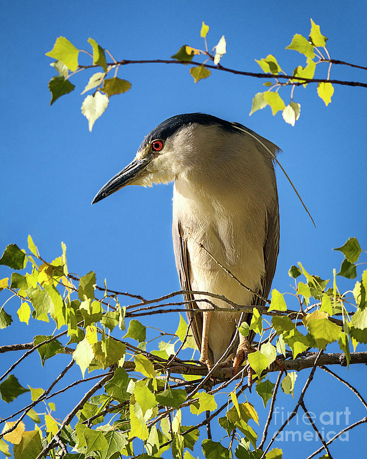 Black-crowned Night Heron 2 Photograph by Priscilla Burgers