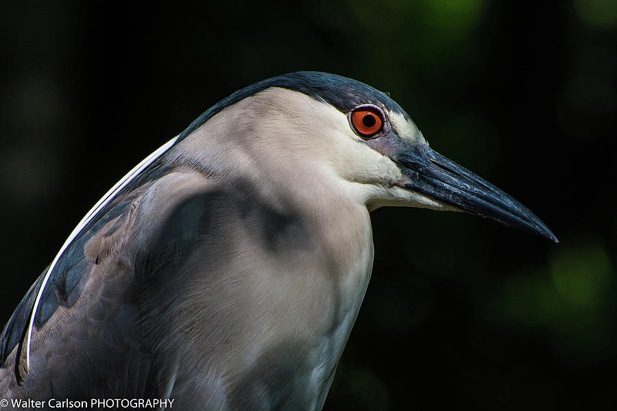 Black Crowned Night Heron 2 Digital Art by Walter Carlson - Pixels