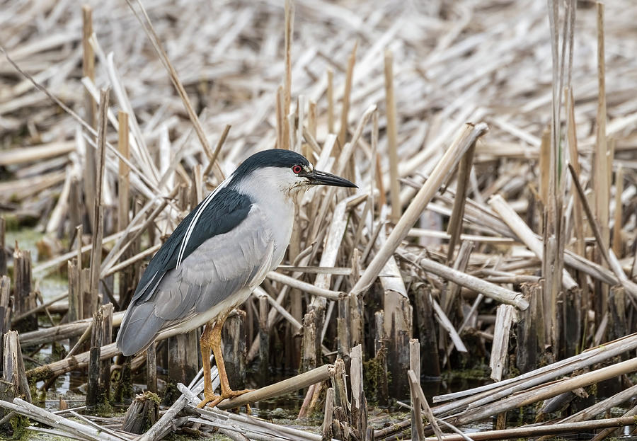 Black-crowned Night Heron 2017-1 Photograph by Thomas Young