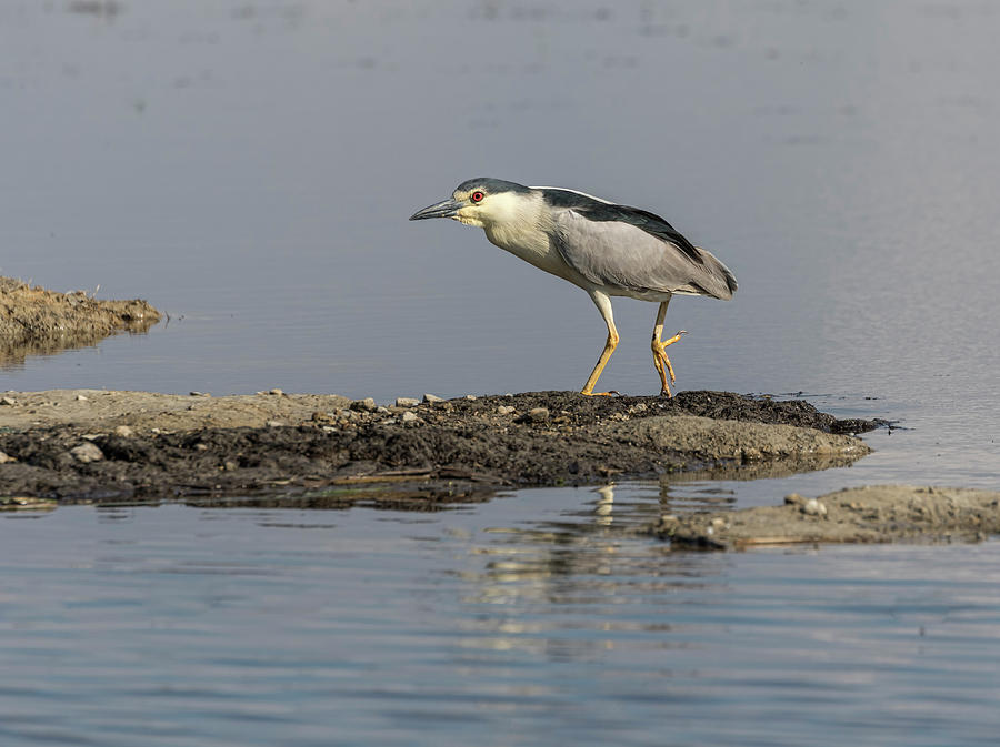 Black-crowned Night Heron 2017-2 Photograph by Thomas Young
