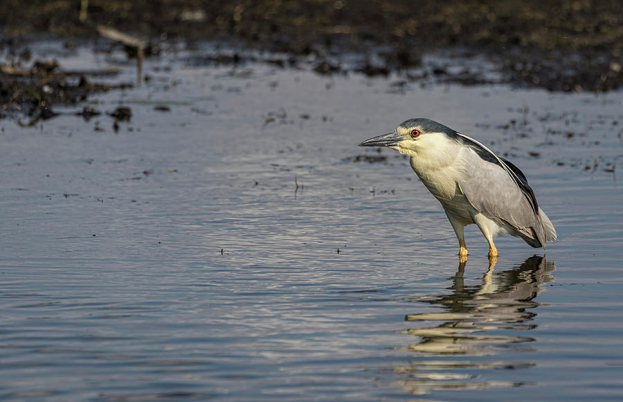 Black-crowned Night Heron 2017-3 Photograph by Thomas Young