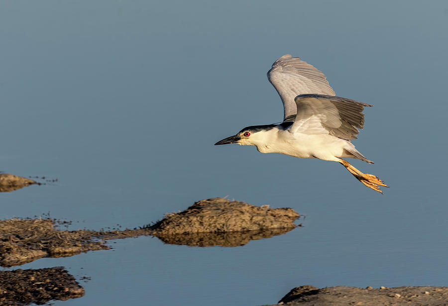 Black-crowned Night Heron 2017-4 Photograph by Thomas Young