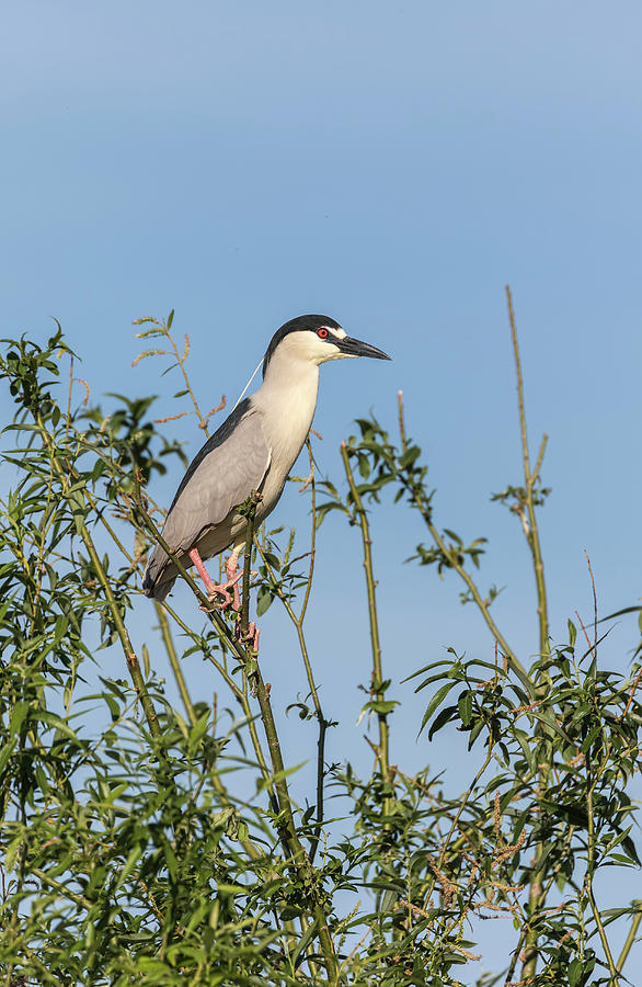 Black-crowned Night Heron 2017-5 Photograph by Thomas Young