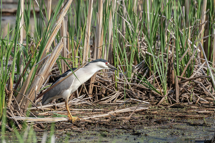 Black-crowned Night Heron 2018-1 Photograph by Thomas Young