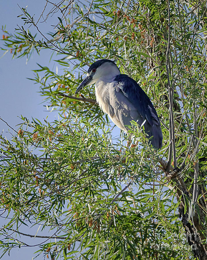 Black-crowned Night Heron 5 Photograph by Priscilla Burgers