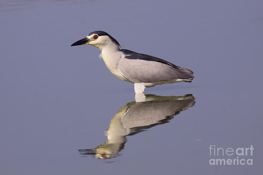 Black-crowned night heron Photograph by Alon Meir