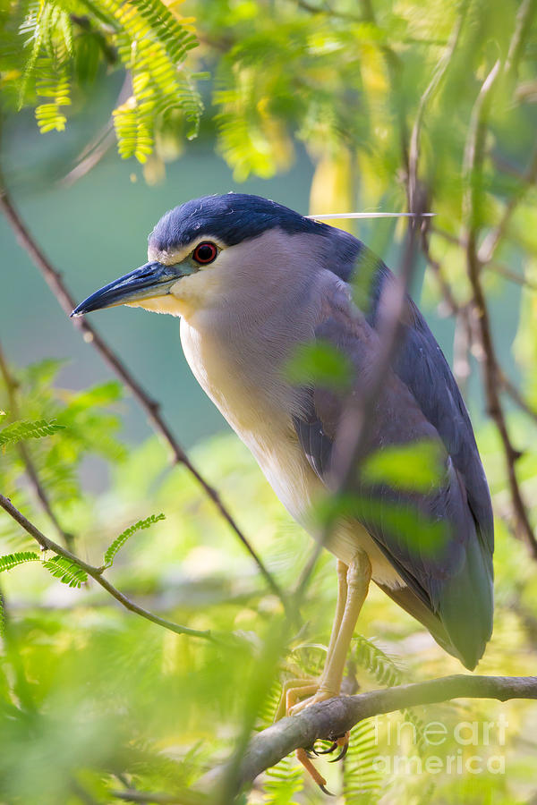 Black-crowned Night Heron Photograph by B. G. Thomson