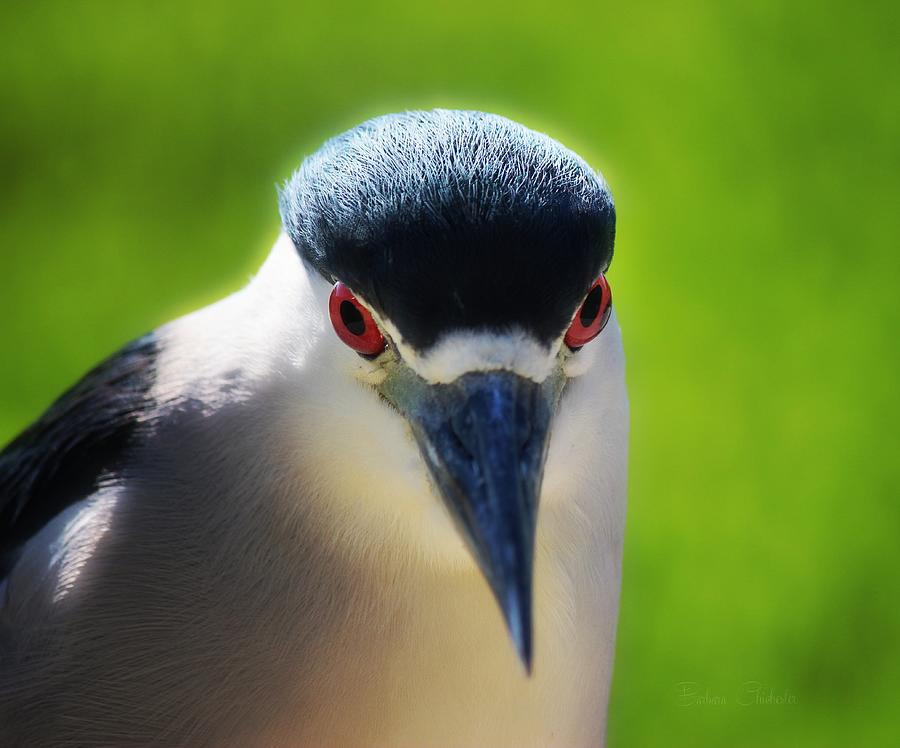 Black Crowned Night Heron Photograph by Barbara Chichester