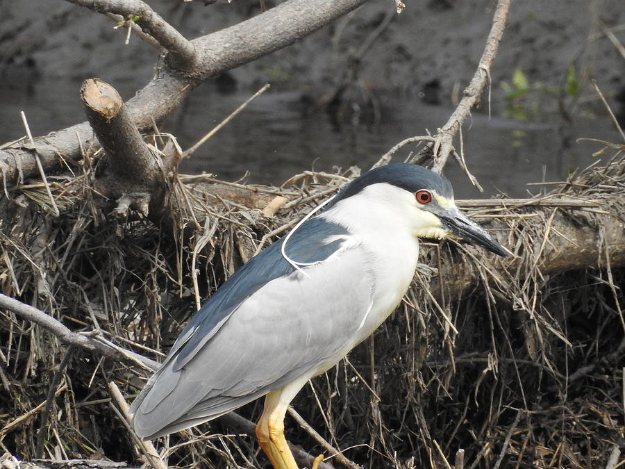 Black Crowned Night Heron Photograph by Betty-Anne McDonald