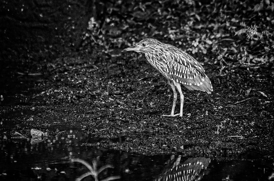 Black-Crowned Night-Heron Black and White Photograph by Anthony Towers ...