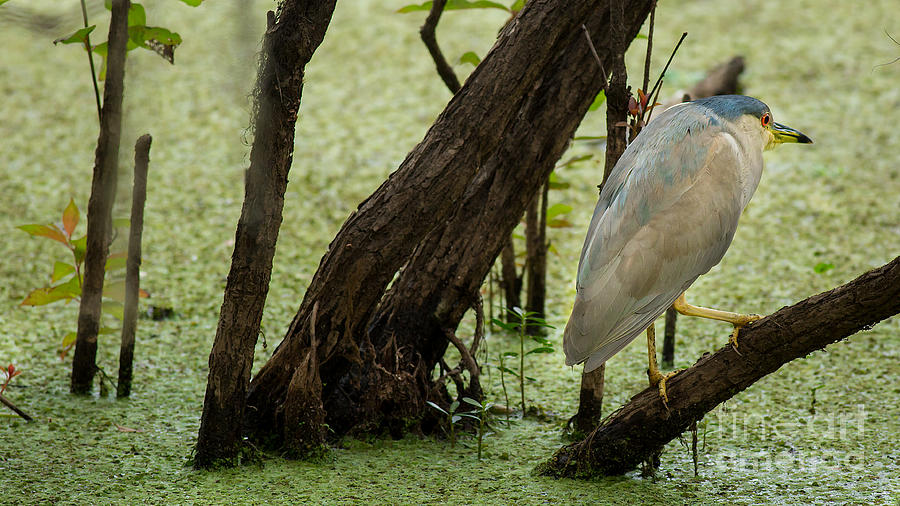 Black-Crowned Night-Heron by Brad Marzolf Photography Black-Crowned Night-Heron by Brad Marzolf Photography