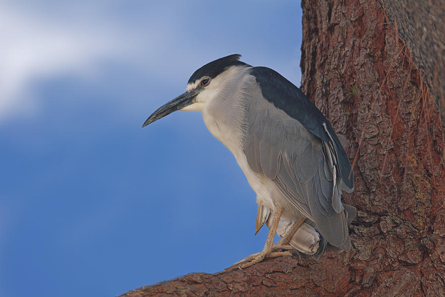 Black-crowned Night Heron Photograph by Brian Cross