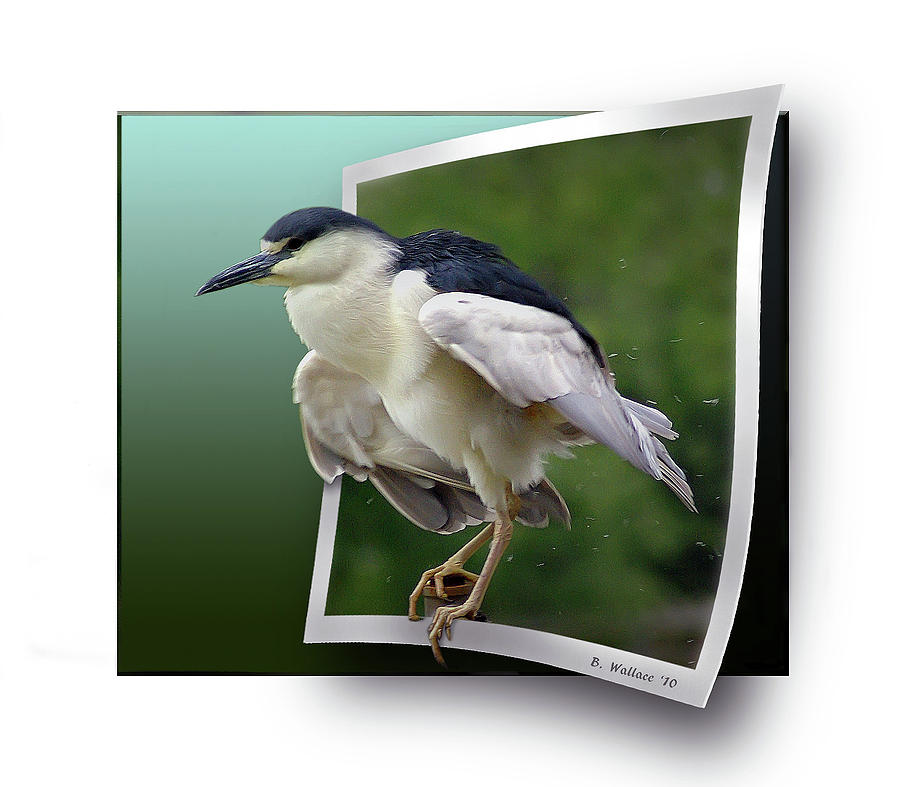 Black Crowned Night Heron Photograph by Brian Wallace