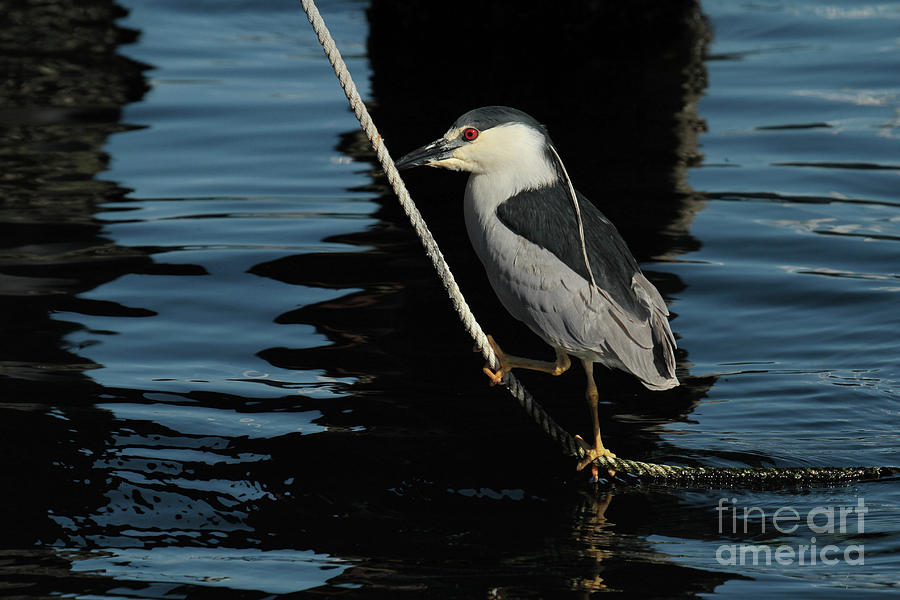 Bird Photograph - Black-crowned Night Heron by Monterey County Historical Society