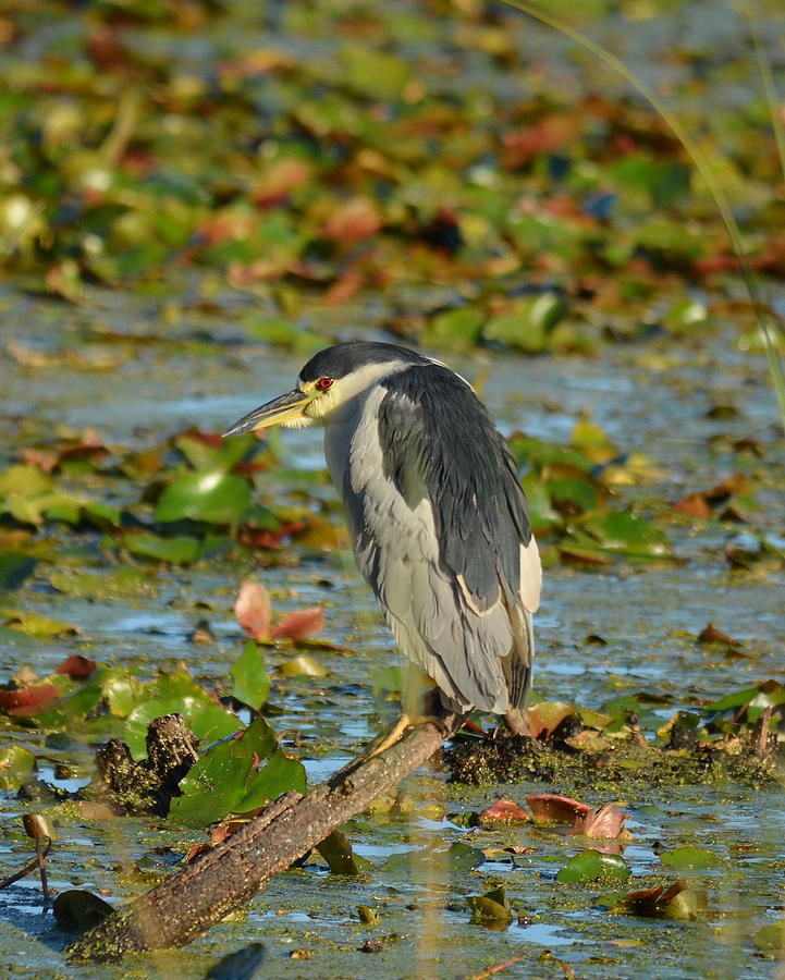 Black-crowned Night Heron Photograph by Carla Parris