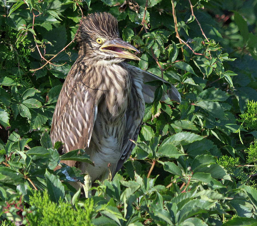 Black-crowned Night-heron Chick Photograph by Scott Miller | Pixels
