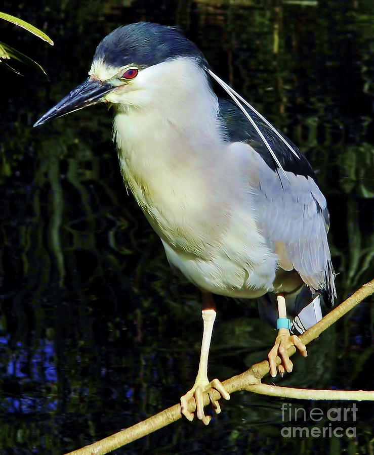Black Crowned Night Heron Photograph by D Hackett