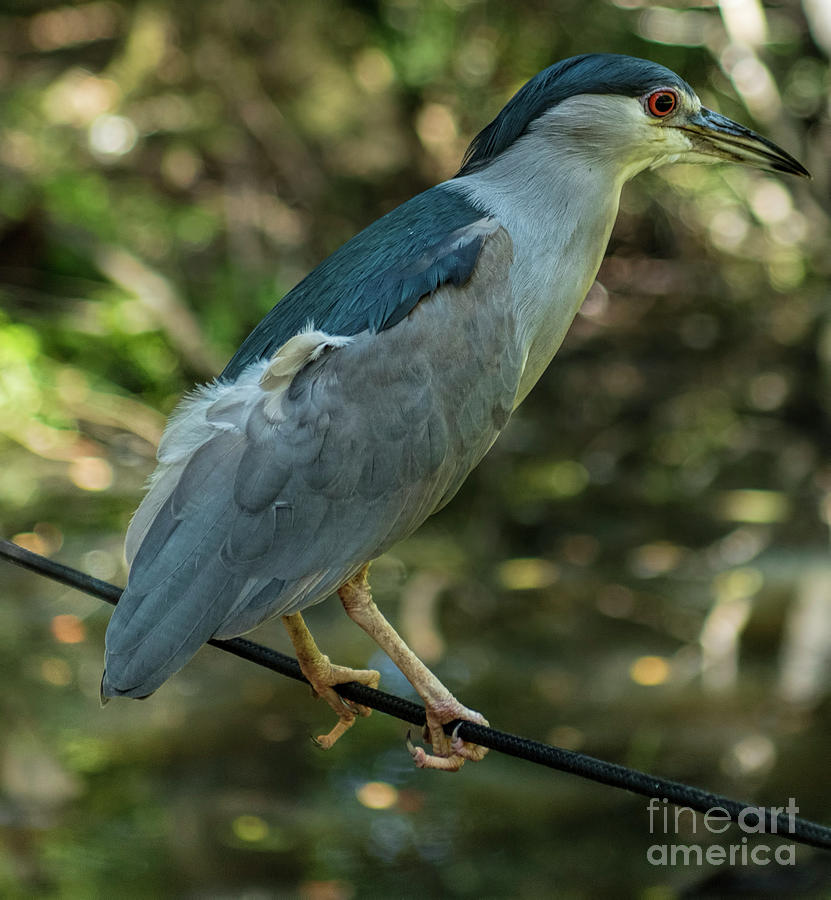 Black-crowned Night Heron Photograph by David Oppenheimer