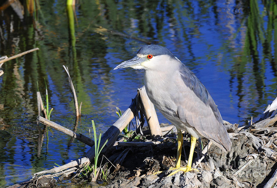Black Crowned Night Heron Photograph by Dennis Hammer