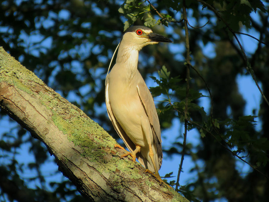 Black Crowned Night Heron Photograph by Dianne Cowen Cape Cod Photography