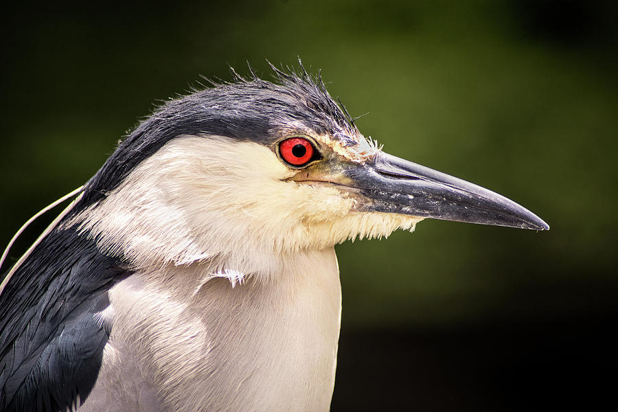 Black Crowned Night Heron Photograph by Don Johnson