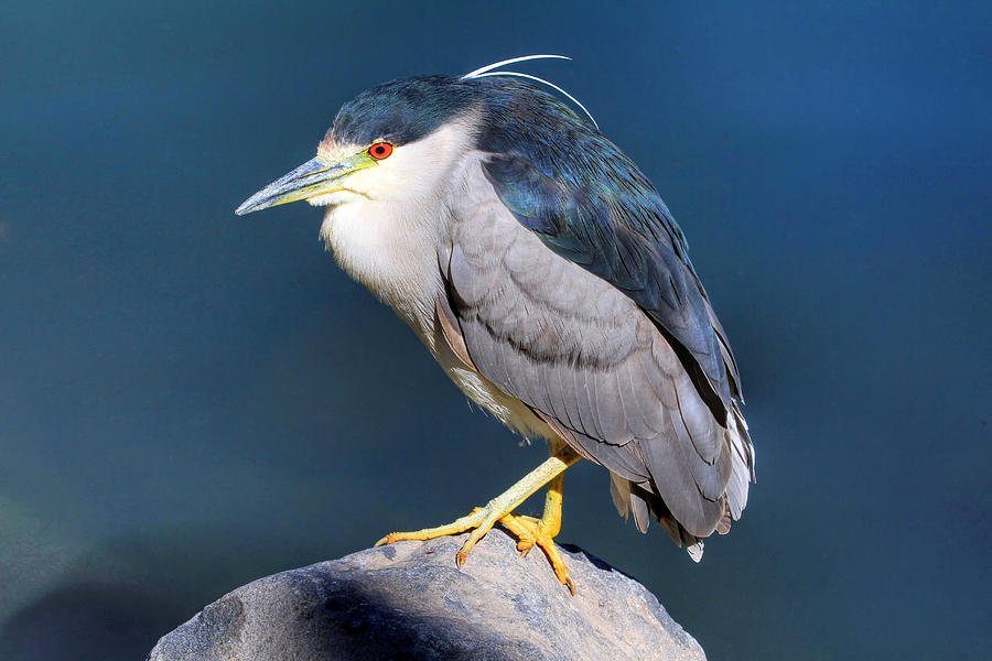 Black-crowned Night Heron Photograph by Donna Kennedy