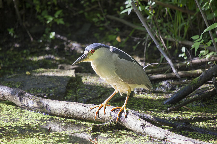 Black-crowned Night Heron Photograph by Eunice Gibb