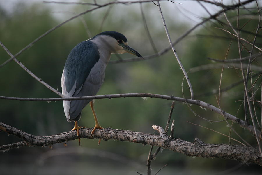 Black-crowned Night Heron Photograph by Grant Washburn
