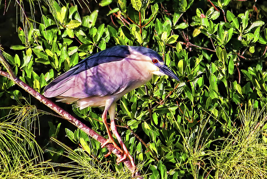 Black-crowned Night Heron Photograph by HH Photography of Florida