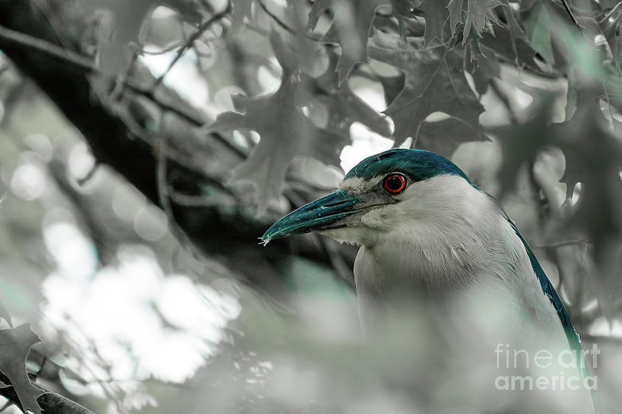 Black crowned night heron hiding in tree Photograph by Sam Rino