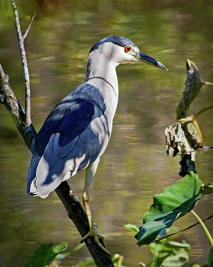 Black-crowned Night Heron I Photograph by Dawn Currie - Fine Art America