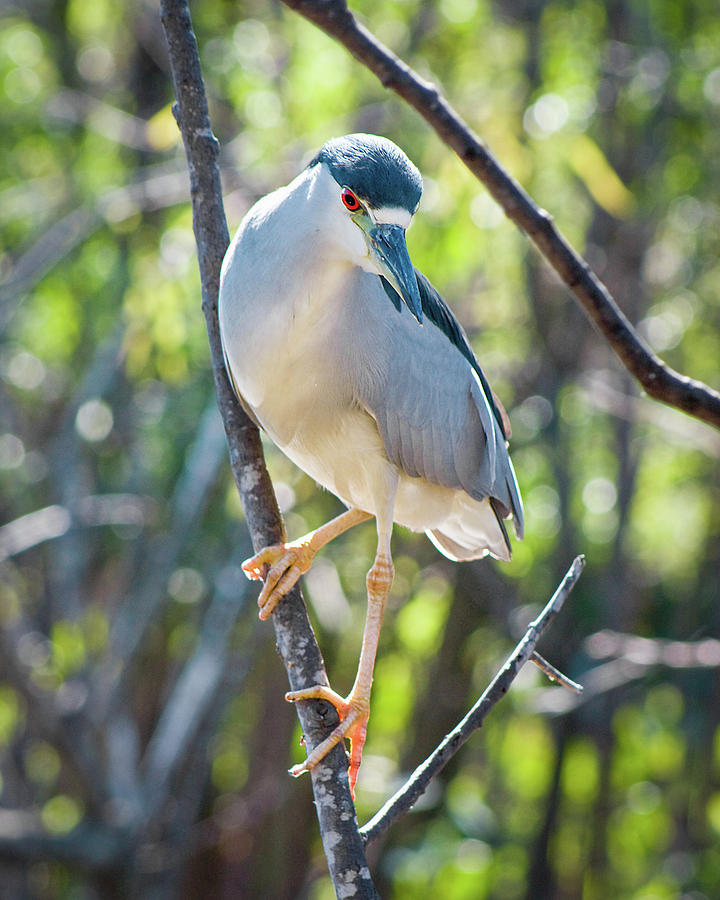 Black-Crowned Night Heron II Photograph by Dawn Currie