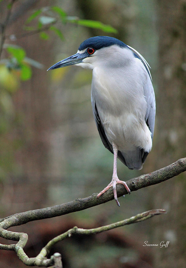 Heron Photograph - Black Crowned Night Heron III by Suzanne Gaff