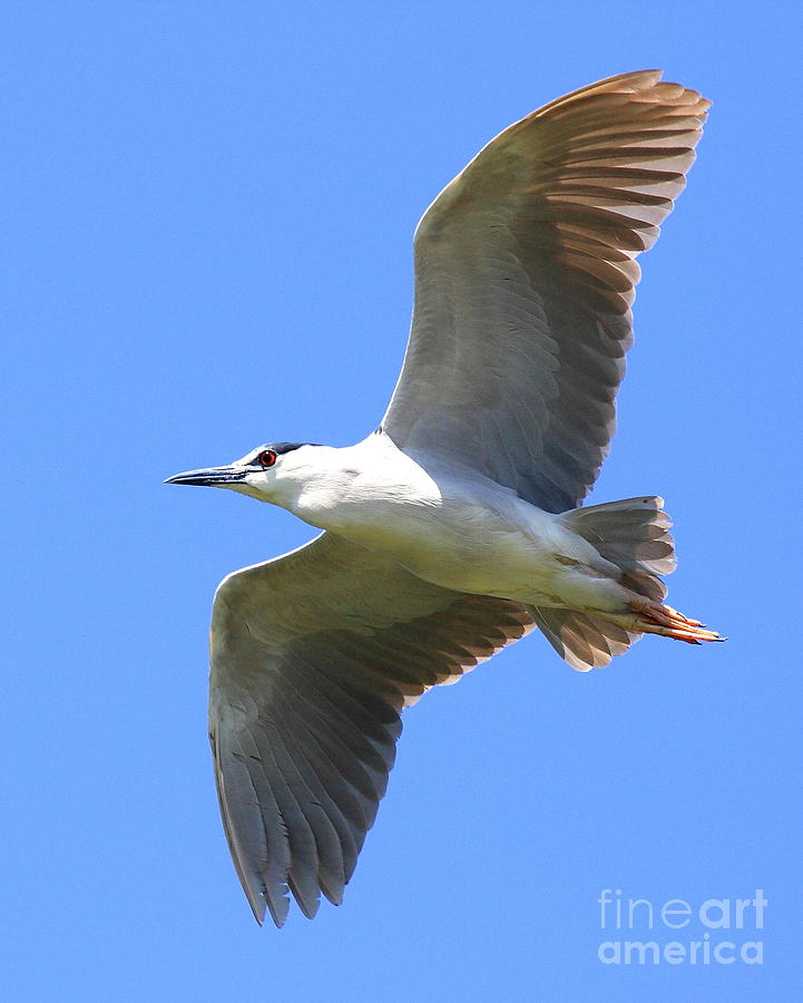 Black Crowned Night Heron in Flight . 40D7892 Photograph by Wingsdomain Art and Photography
