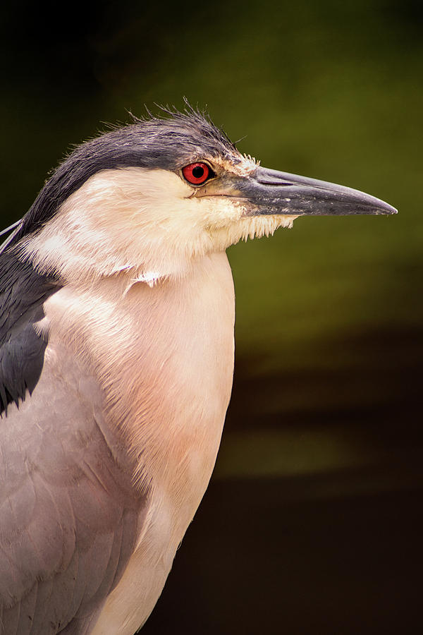 Black Crowned Night Heron in Frederick Photograph by Don Johnson