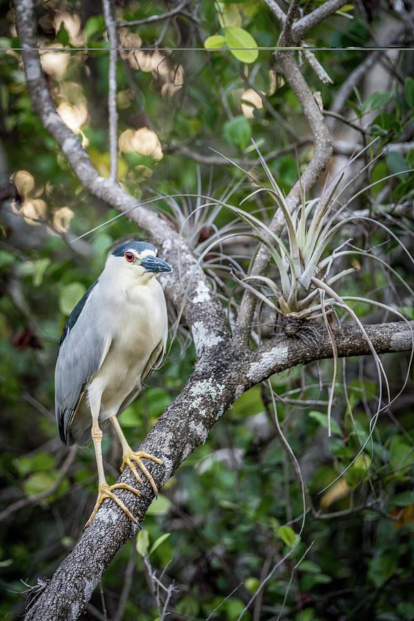 Black Crowned Night Heron in tree Photograph by Framing Places