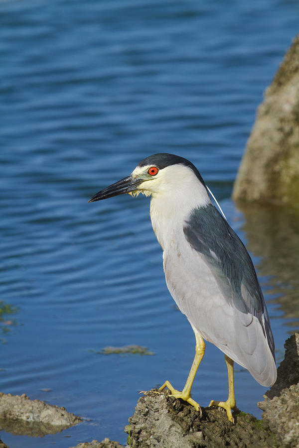 Black-crowned Night Heron Photograph by Mark Miller