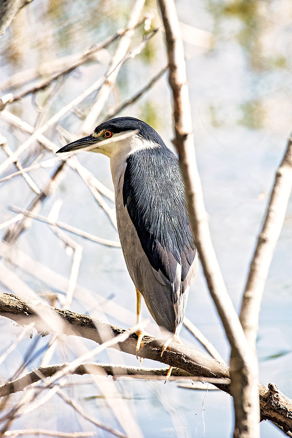Black Crowned Night Heron Photograph by Michael White
