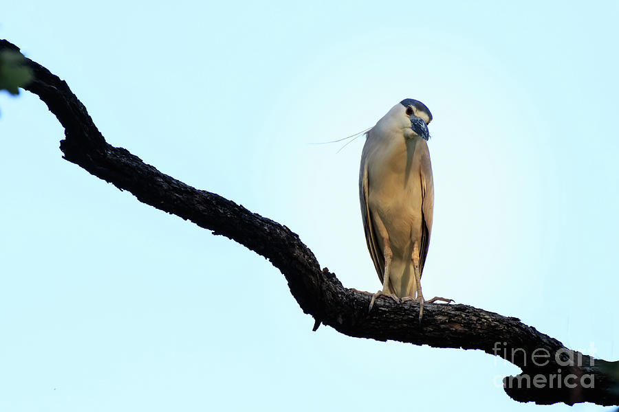 Black Crowned Night Heron mimics Parrot by Richard Smith Black Crowned Night Heron mimics Parrot by Richard Smith