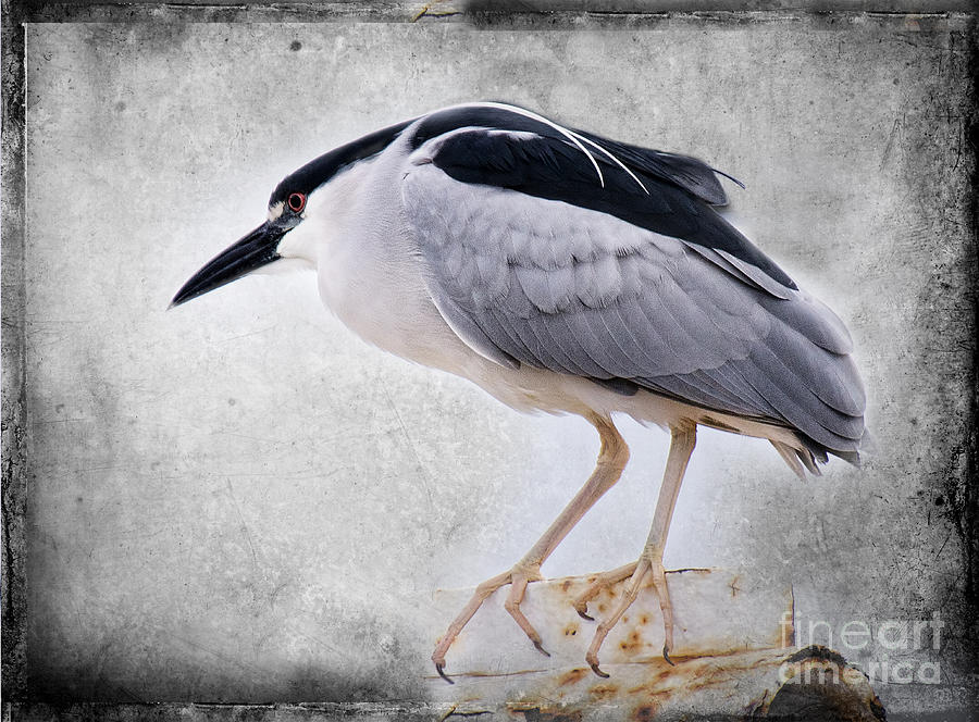 Black Crowned Night Heron Photograph by Norma Warden