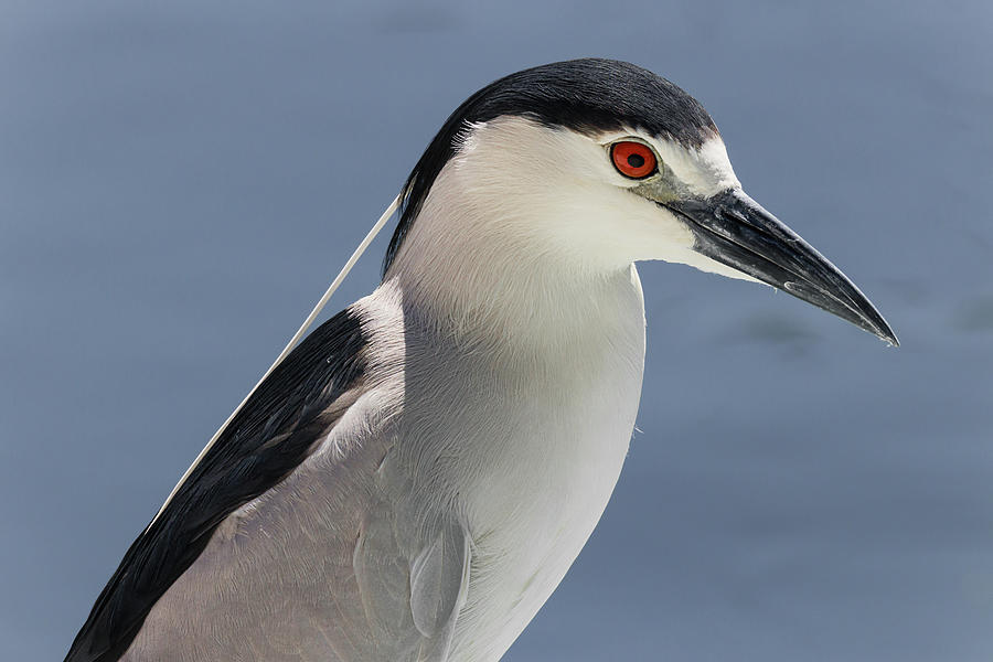 Black-crowned Night Heron Portrait Photograph by Dawn Currie