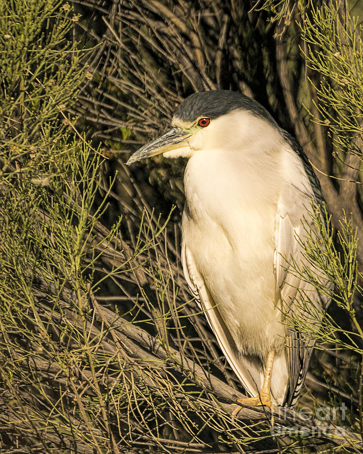Black-crowned Night Heron Photograph by Priscilla Burgers