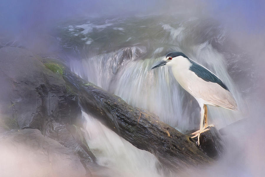 Black Crowned Night Heron Photograph by Robin-Lee Vieira