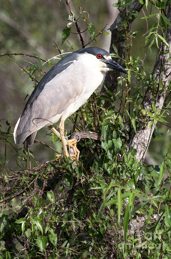 Black crowned night heron Photograph by Rodney Cammauf