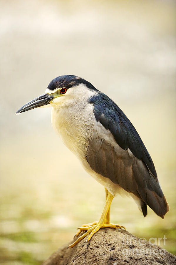 Wildlife Photograph - Black Crowned Night Heron by Ron Dahlquist - Printscapes
